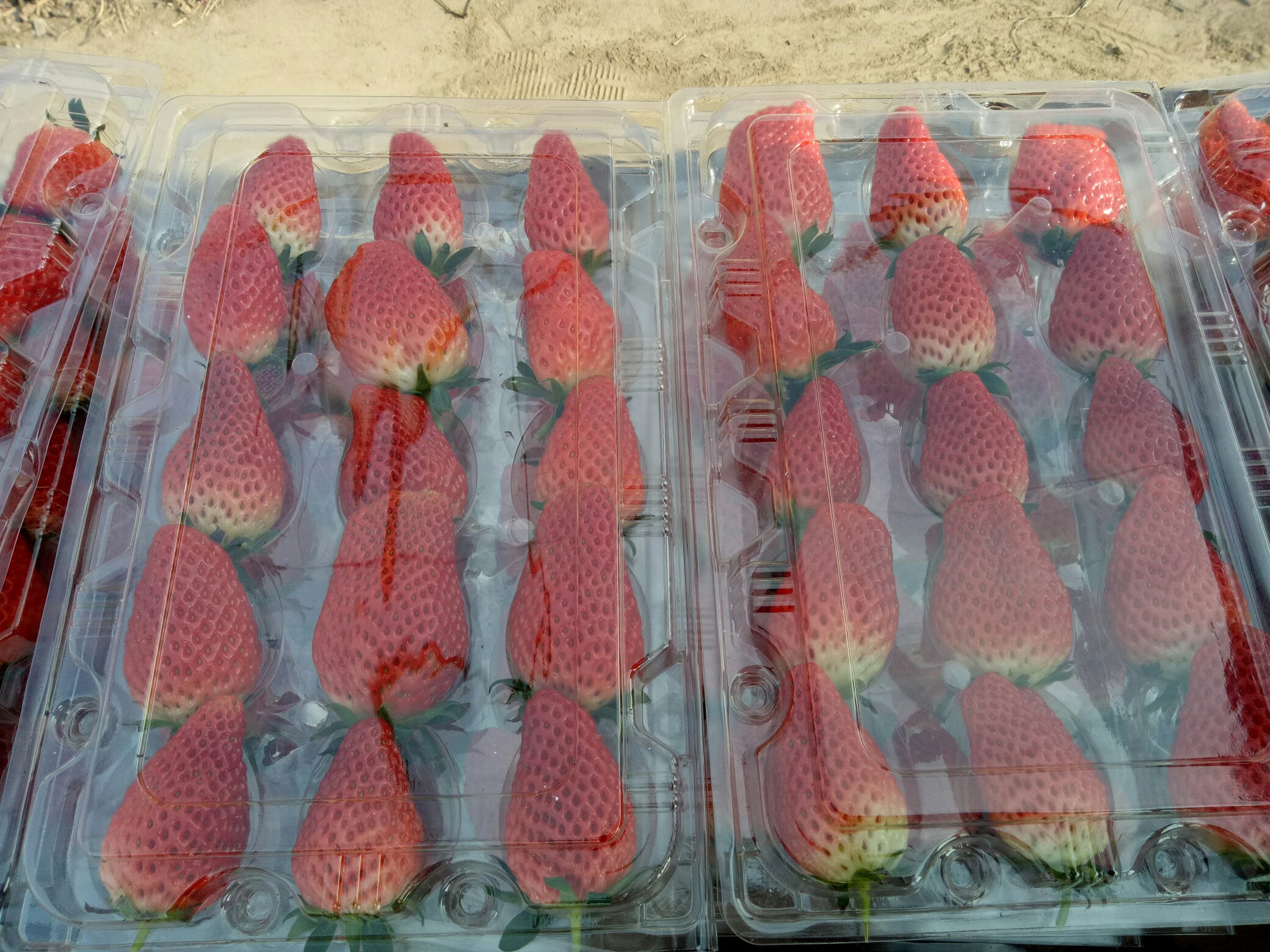 甜宝草莓果蒂与果实对比图