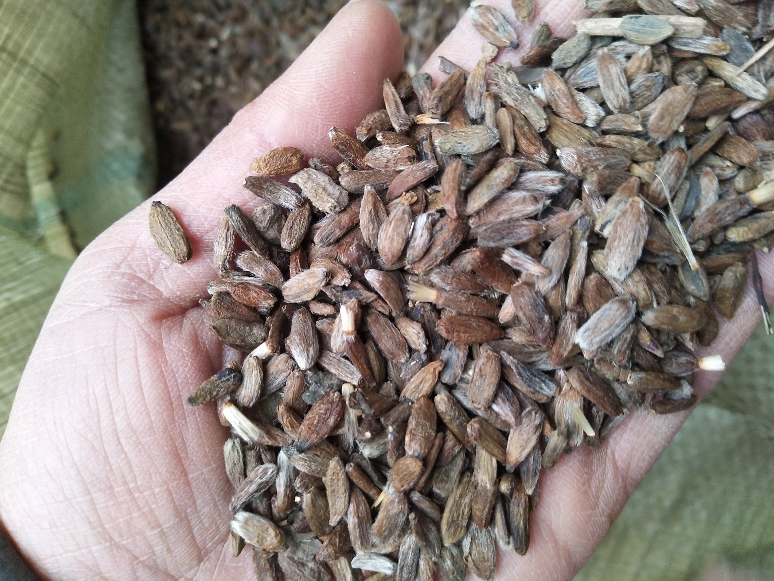 实验室中称量与计数白术籽场景