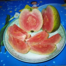 红宝石芭乐苗少籽红宝石番石榴苗