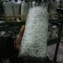 灵芝菌包菌种支持预订