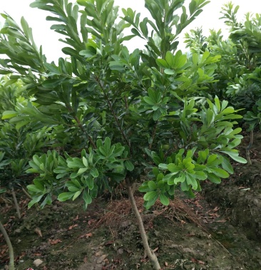 [杨梅苗批发]杨梅树台梅王子安海早熟大果含糖量高提供技术支持放心苗