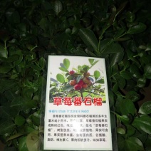 草莓味番石榴苗包邮