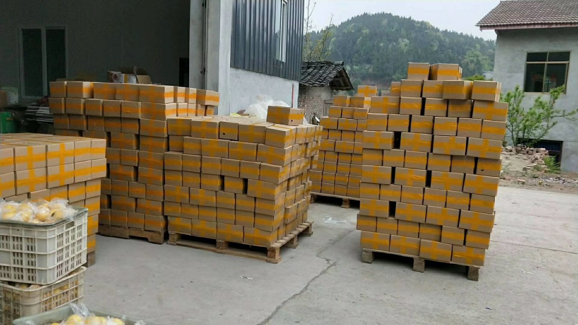 一张展示安岳柠檬标准化包装的照片,纸箱上印有‘安岳柠檬’国家地理标志图案及二维码溯源信息,旁边摆放打开的礼盒,内有数个金黄色柠檬,背景为现代化分拣车间 安岳柠檬包装与地理标志展示图