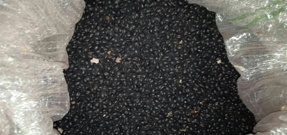 乌皮青仁黑豆特写,展示其乌黑外皮与青绿色豆仁 乌皮青仁黑豆实物图