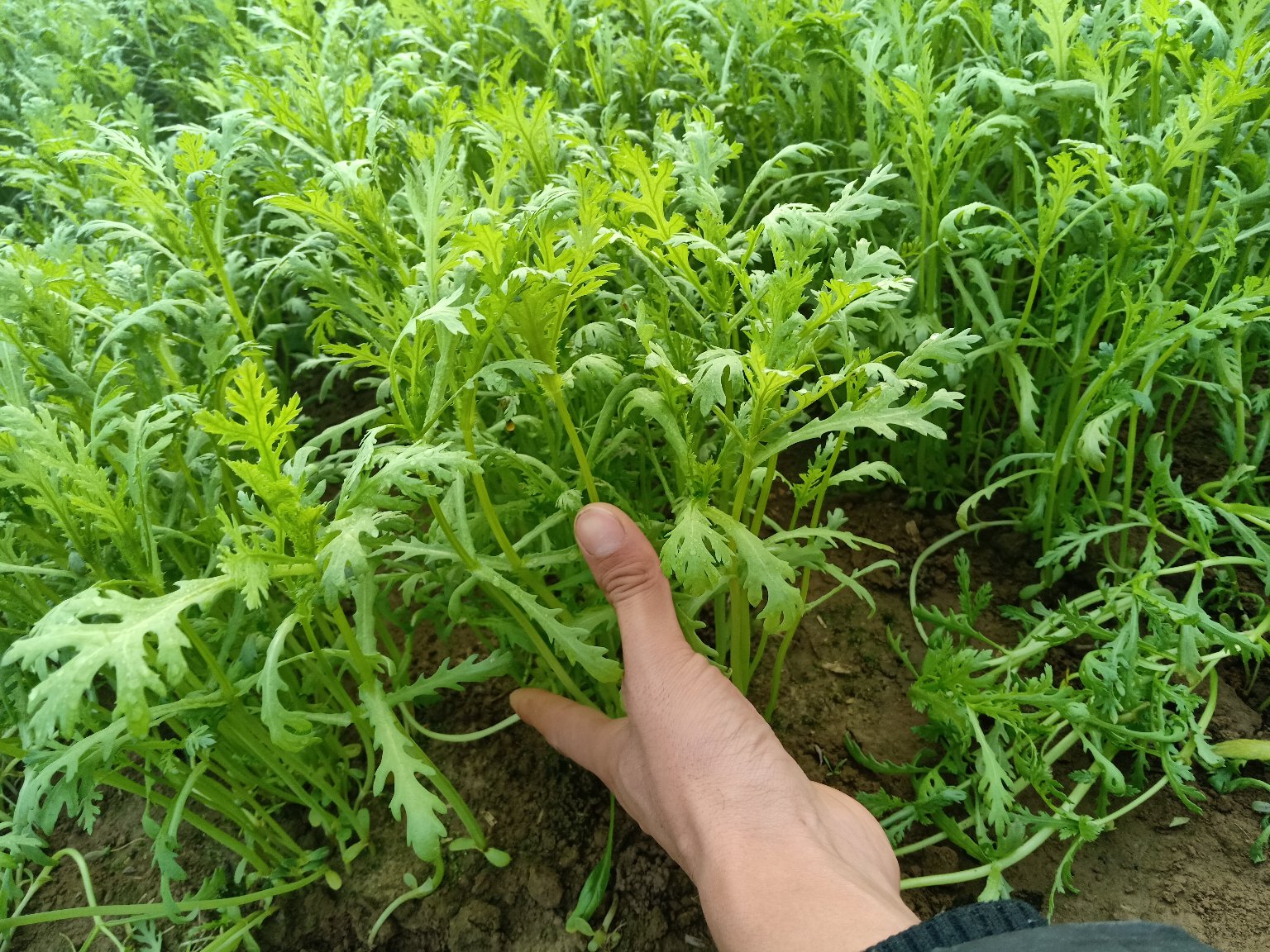 茼蒿新鲜叶片特写