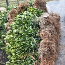 湘林系列油茶苗69号，目前基地大量供应两年裸根苗