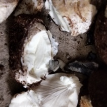 桐油籽