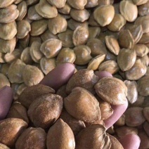 五香开口杏仁。奶油味，五香味，江湖跑摊热卖产品。