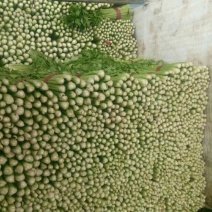 芹菜邯郸小芹菜产地直供质量保证