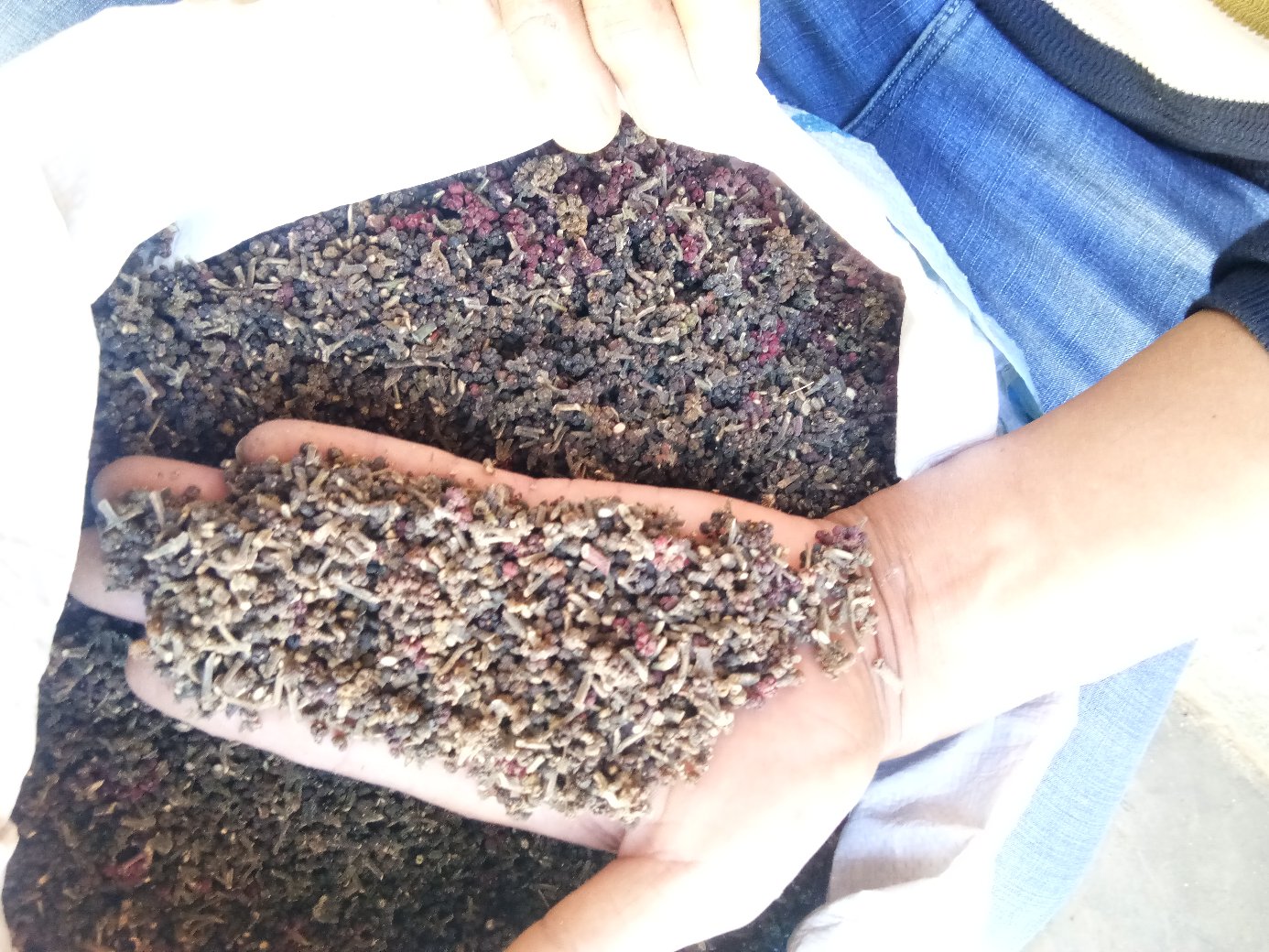 中药铺中的山茱萸干货与鲜枣并列陈列