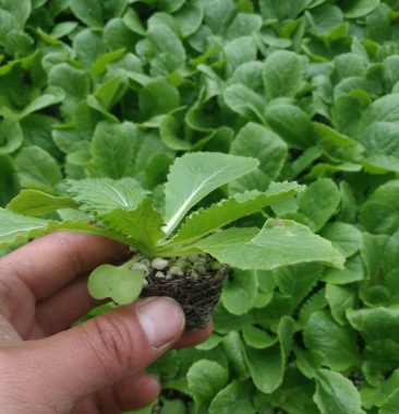 白菜苗预订白菜苗品种吉锦,金翡翠