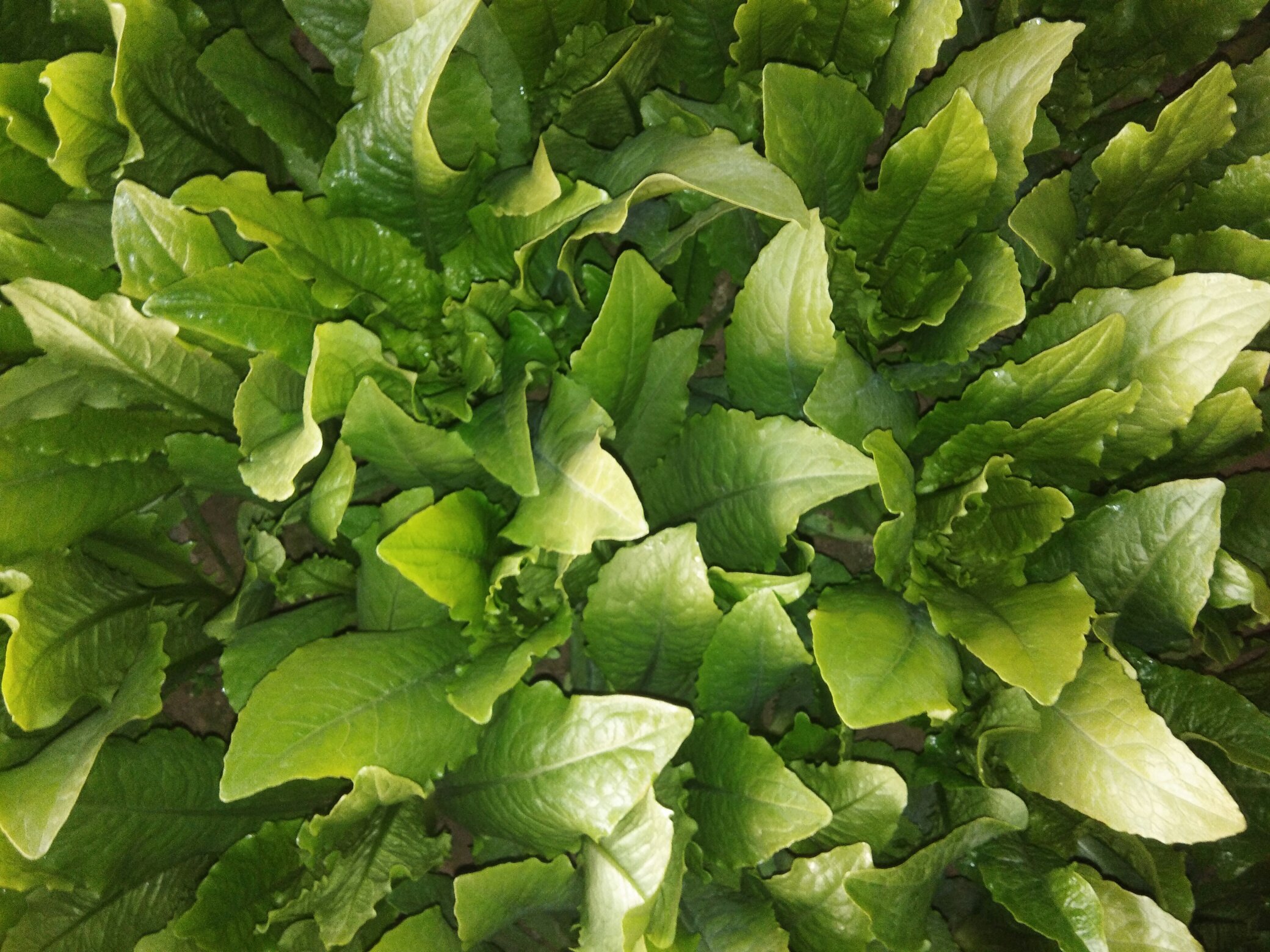 野油菜中毒症状示意图