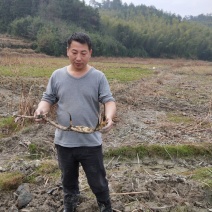 建选17号大莲蓬种苗，莲蓬可结50个莲子
