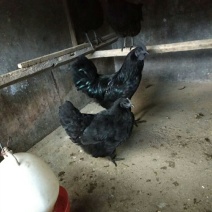乌骨鸡种蛋纯种盐津乌骨鸡种蛋乌蒙珍禽中饭
