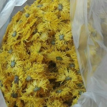金丝皇菊