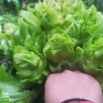 儿菜