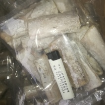 小刀鱼段