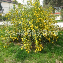 丛生棣棠花耐寒花卉地被景观花坛庭院墙角厂区观赏绿化工程