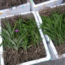 白芨块茎种苗，大量有货，需要的请快预定。