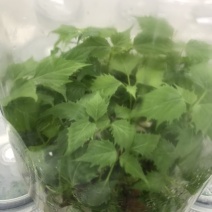楸树，金丝楸123456789