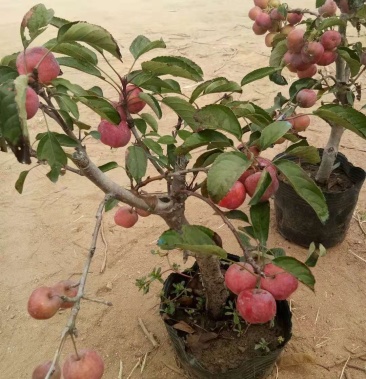 [海棠盆景批发]长寿果海堂盆景,盆景素材,免费提供技术大量供应价格