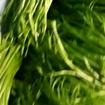 常年出售精品青芦蒿白芦蒿
