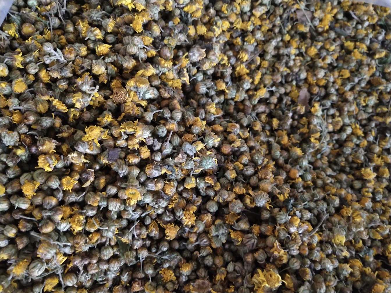信息图表:三组对比展示野菊花安全用量区间——左侧为药典标准(3–10g/日),中部为食品级日常饮用(2–3g/杯),右侧为儿童/敏感人群警戒线(≤1.5g/日);背景标注‘严禁超量’红色警示带及‘孕妇禁用’图标 野菊花用量对比示意图