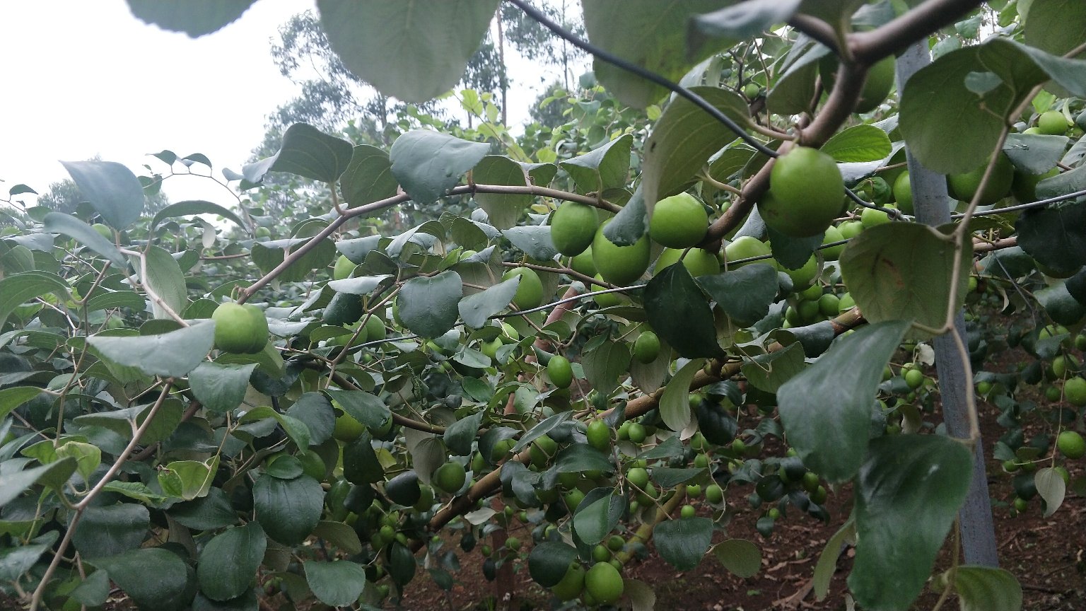 大青枣果园实景图