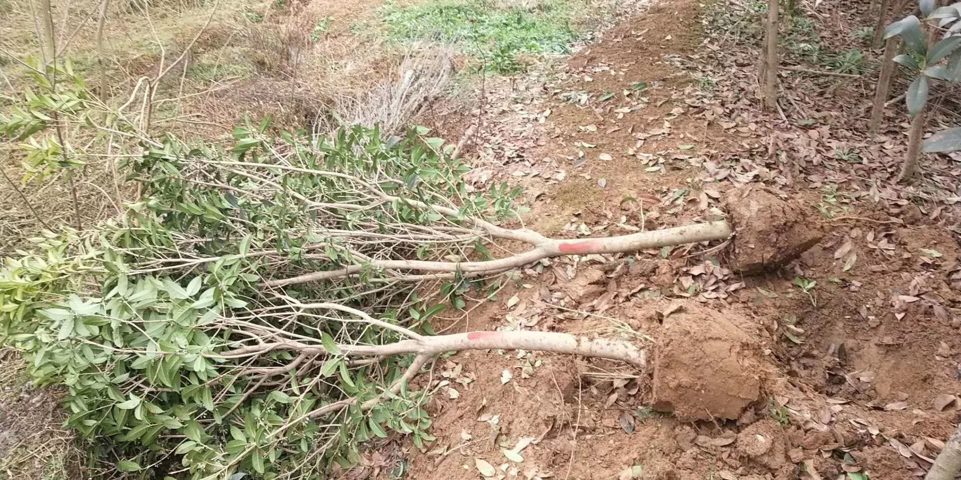 桂圆定植穴准备示意图