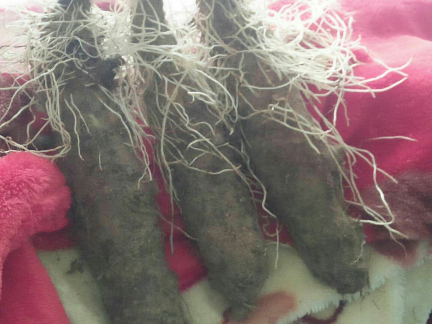 香芋植株与块茎特写