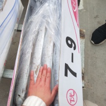 带鱼7斤左右