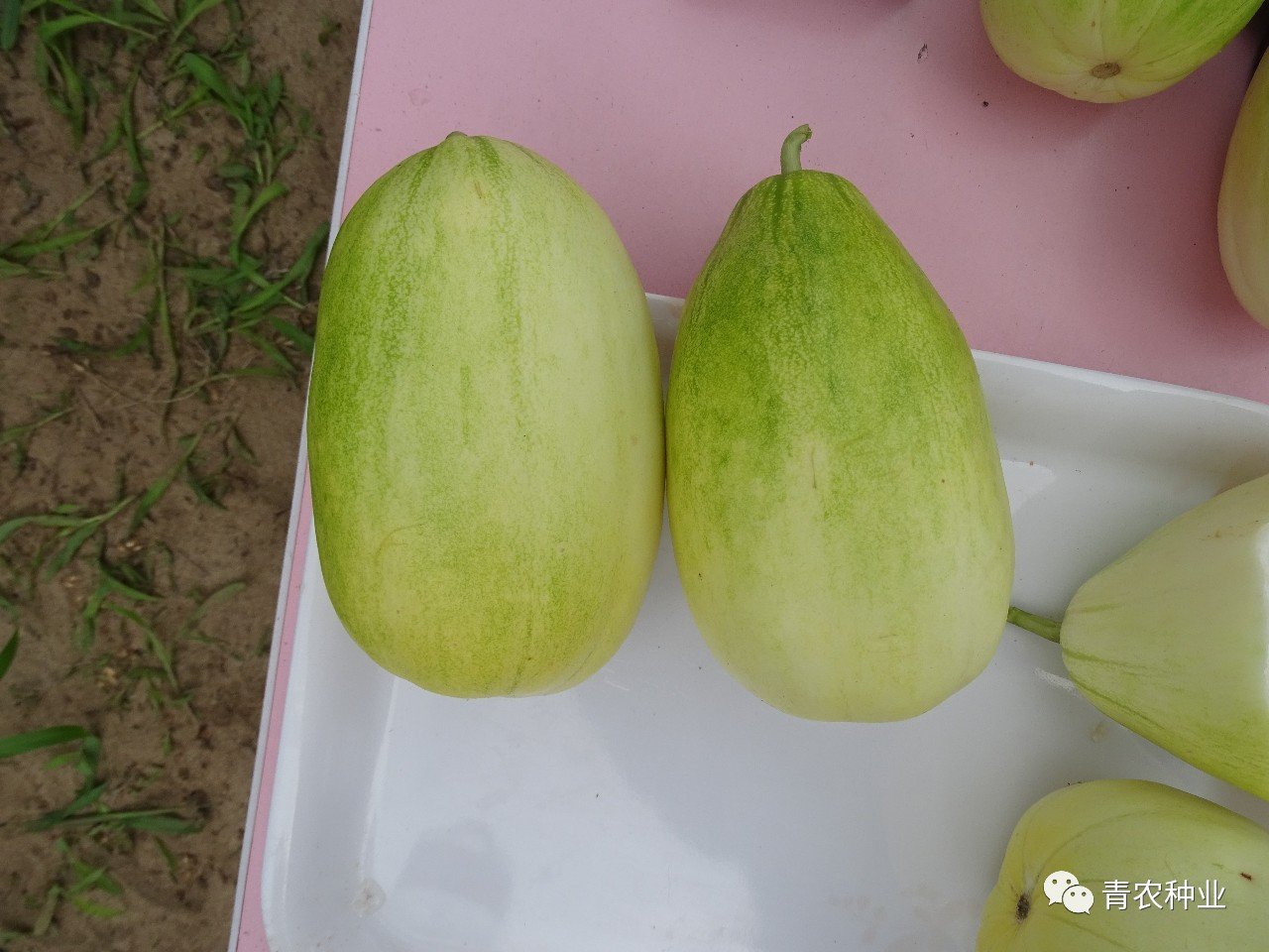 油皮大果 超早甜 1040粒 含糖20度,亩产万斤以上