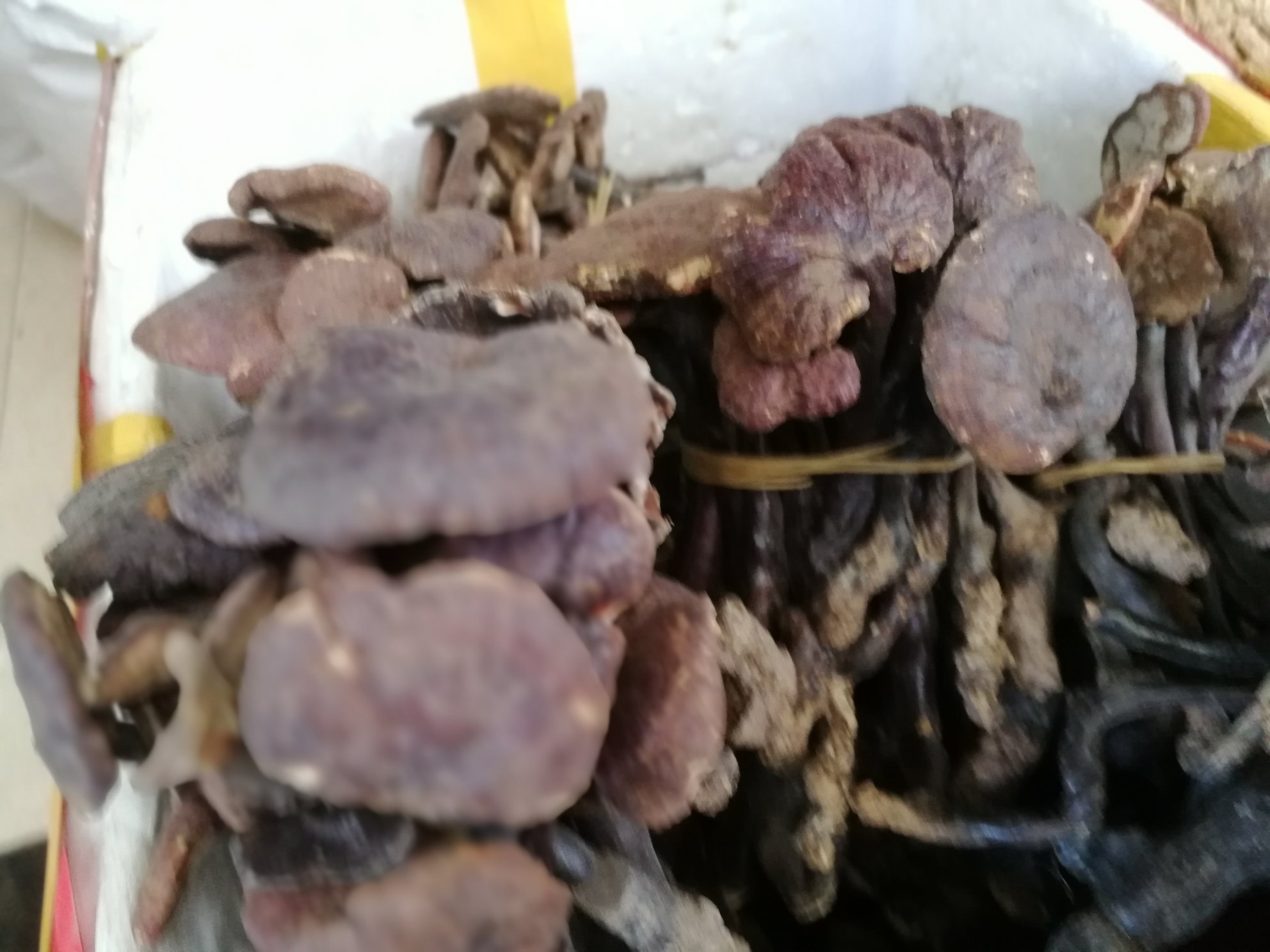 竹灵芝与其他灵芝品种的外观对比