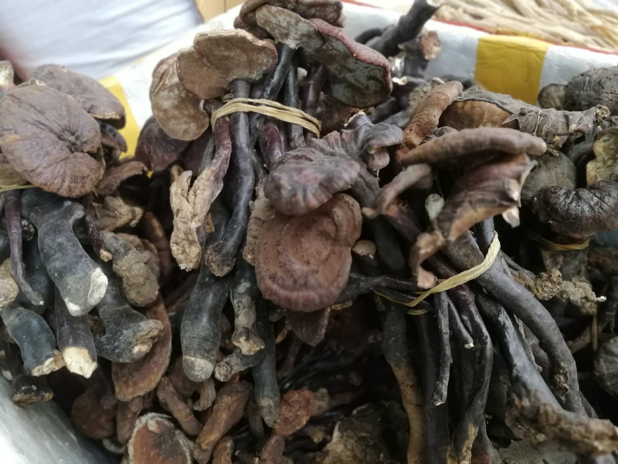 一株成熟的灵芝竹,灵芝子实体从劈开的毛竹节中自然生长而出,菌盖呈红褐色至深棕色,表面光滑有光泽,边缘略带黄色,背景为湿润的山林环境,周围可见苔藓与雾气,体现其原生态的生长条件 灵芝竹生长特写