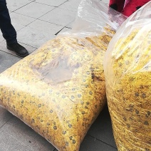 精品金丝皇菊