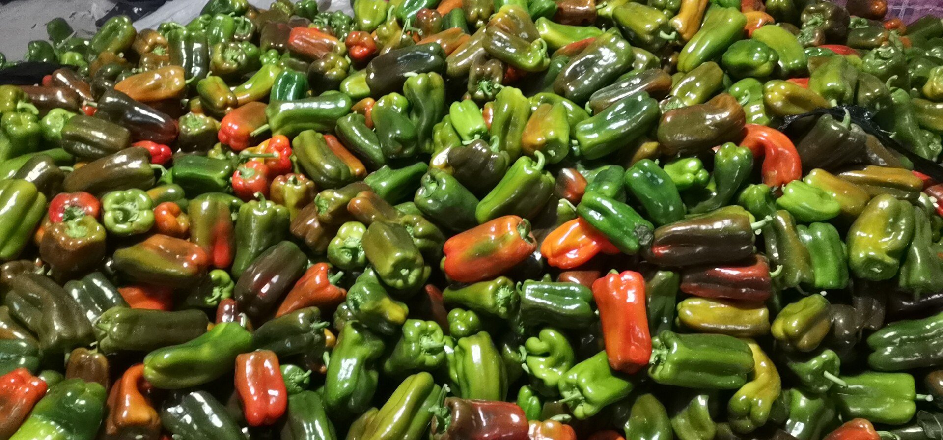 多种颜色的成熟圆椒展示图,用于表现‘椒色’多样性 不同颜色的圆椒整齐排列在白色托盘上,包括鲜红、亮黄、翠绿和橙色品种,背景为自然木质桌面,光线柔和温暖