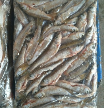 [马口鱼批发]本人出售冻板马口鱼,有现货一吨左右价格10.