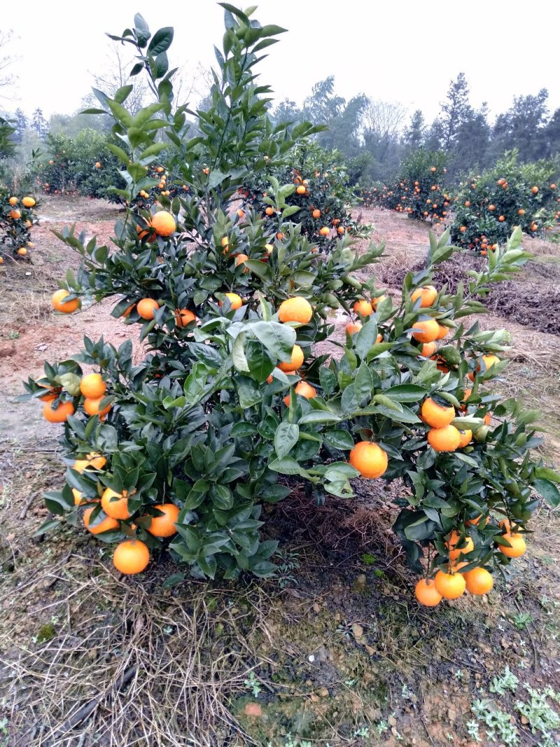 蜜香橙产地图片