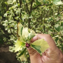 木槿重瓣木槿花叶木槿5公分220一棵装车价