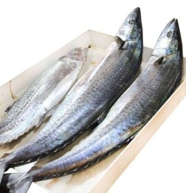 鲅鱼大鲅鱼4斤以上深海大鲅鱼