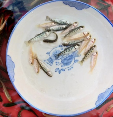 三文鱼,虹鳟金鳟三倍体二倍体鱼苗批发零售