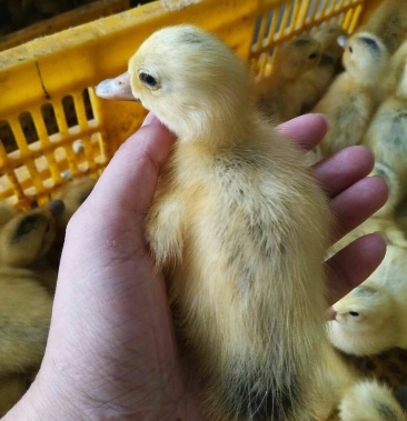 [蛋鸭苗批发]蛋鸭苗 浙江2号 金定蛋鸭苗 包做疫苗价格2.