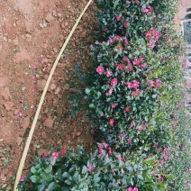 茶梅球绿化苗木规格20cm-1.2米