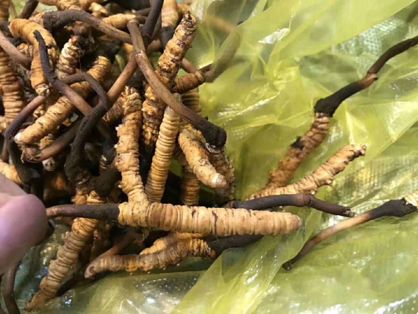 金虫草实物图