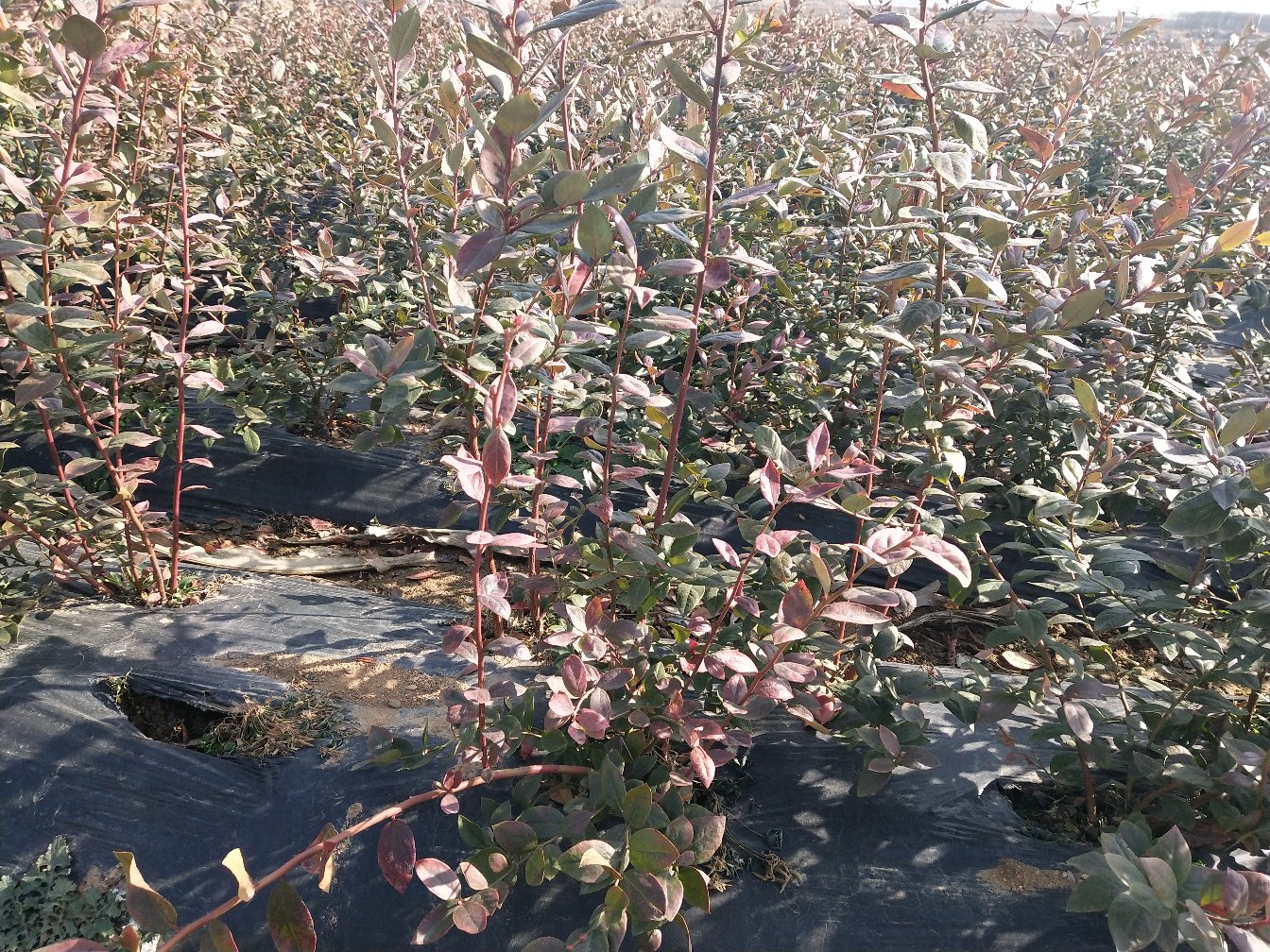 蓝莓种植基地航拍图,展示大面积蓝莓园和现代化种植设施 蓝莓种植基地航拍图