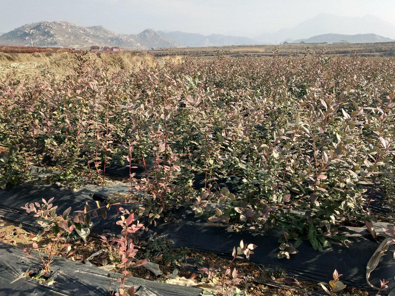 蓝莓植株健康生长状态对比图