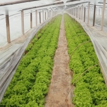 生菜苦菊大量上市