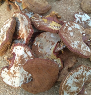 00元/斤金灵芝4人看过068.00元/个2021年