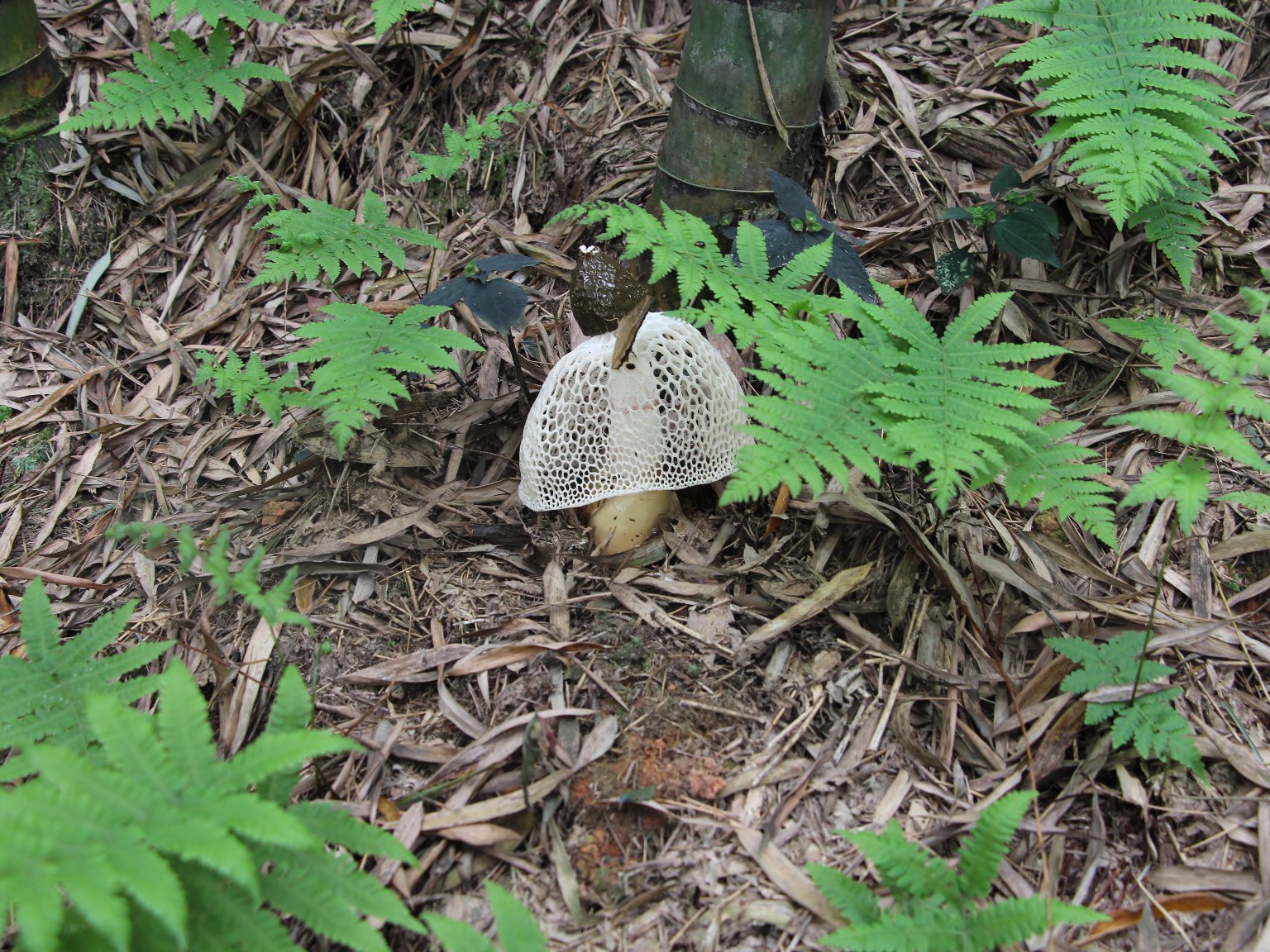 长裙竹荪的生长环境