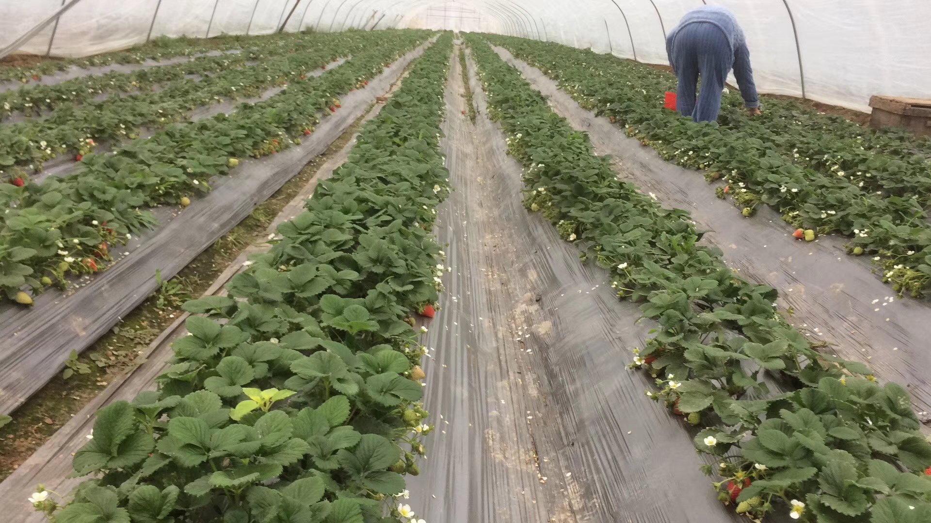 草莓种植基地